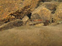 Whitecheek Goby photo 3