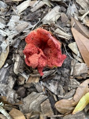 Clathrus