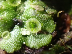 Marchantia polymorpha