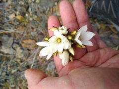 Gentianella stellata