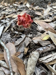 Clathrus