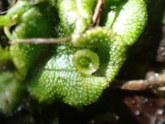 Marchantia polymorpha