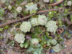 Marchantia polymorpha