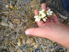 Gentianella stellata