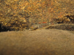 Whitecheek Goby photo 4