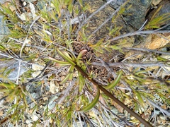 Gentianella stellata