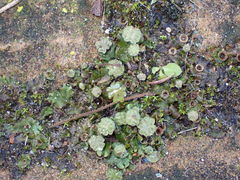Marchantia polymorpha