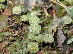 Marchantia polymorpha