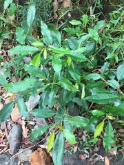 Croton verreauxii