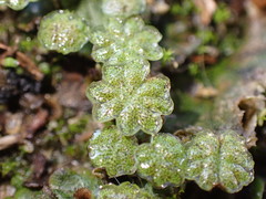 Marchantia polymorpha