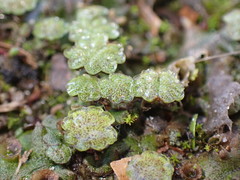 Marchantia polymorpha