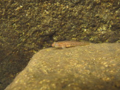 Whitecheek Goby photo 5