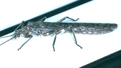 Illiesoperla
