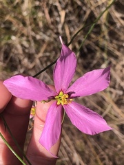 Sabatia grandiflora