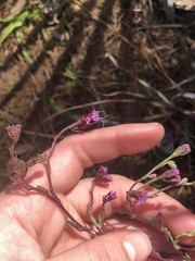 Liatrinae