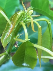 Croton verreauxii