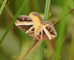 Chrysolarentia conifasciata