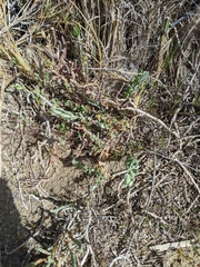 Extriplex californica