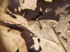 Eupithecia abbreviata
