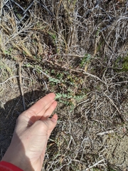 Extriplex californica