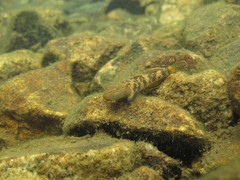 Rhinogobius leavelli