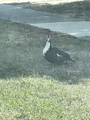 Cairina moschata domestica
