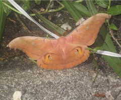 Antheraea helferi