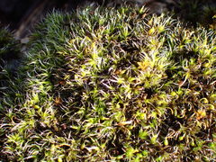 Grimmia pulvinata