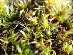 Grimmia pulvinata