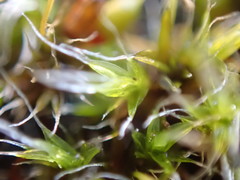 Grimmia pulvinata