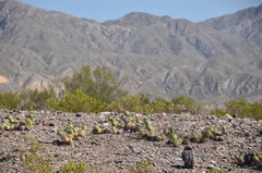 Tephrocactus aoracanthus