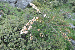 Spiraea mongolica