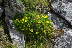 Potentilla biflora