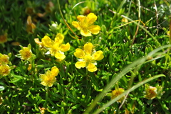Potentilla biflora
