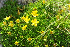Potentilla biflora