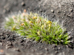 Grimmia pulvinata