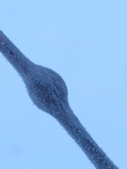 Euhexomyza schineri