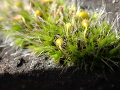 Grimmia pulvinata