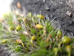 Grimmia pulvinata