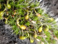 Grimmia pulvinata