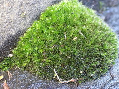 Ptychostomum capillare