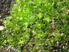 Ptychostomum capillare