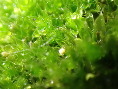 Ptychostomum capillare