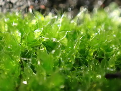 Ptychostomum capillare