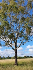 Corymbia tessellaris