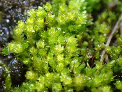 Bryum barnesii
