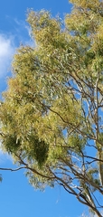 Corymbia tessellaris
