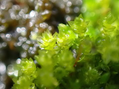 Bryum barnesii