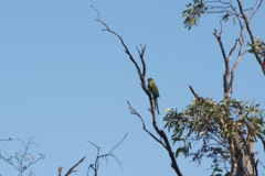 Polytelis anthopeplus monarchoides