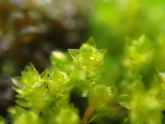 Bryum barnesii